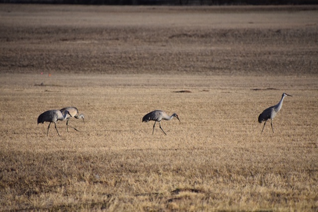Photos: Sandhill Cranes Spotted in&nbsp;Bluff