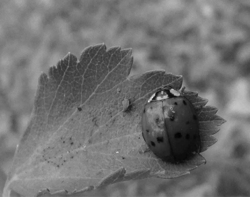 Lefty’s Soap Box: Aphids and Ladybugs (March&nbsp;1996)