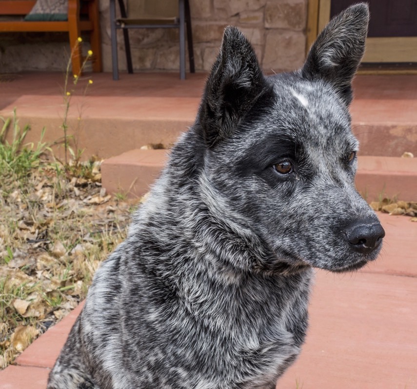 Bluff Animal Rescue Committee Up and&nbsp;Running