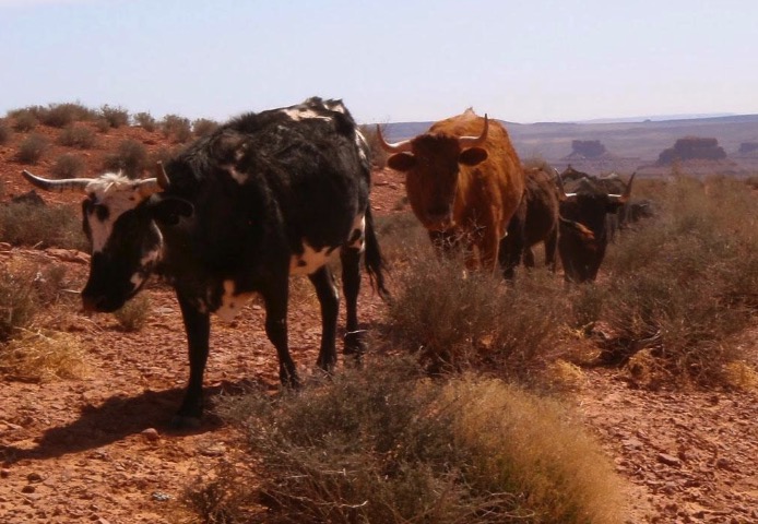 Conservationist Rose Chilcoat Sues San Juan County Attorney and a Rancher for Pressing Charges in Gategate&nbsp;Case