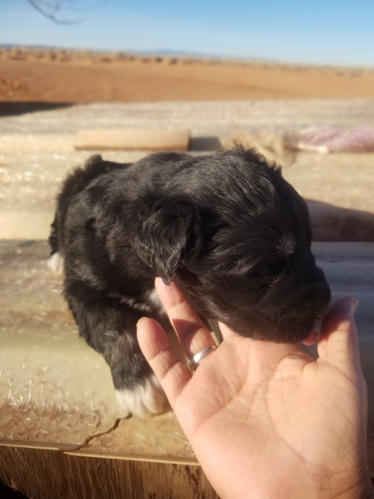 Paw Prints: January&nbsp;2022