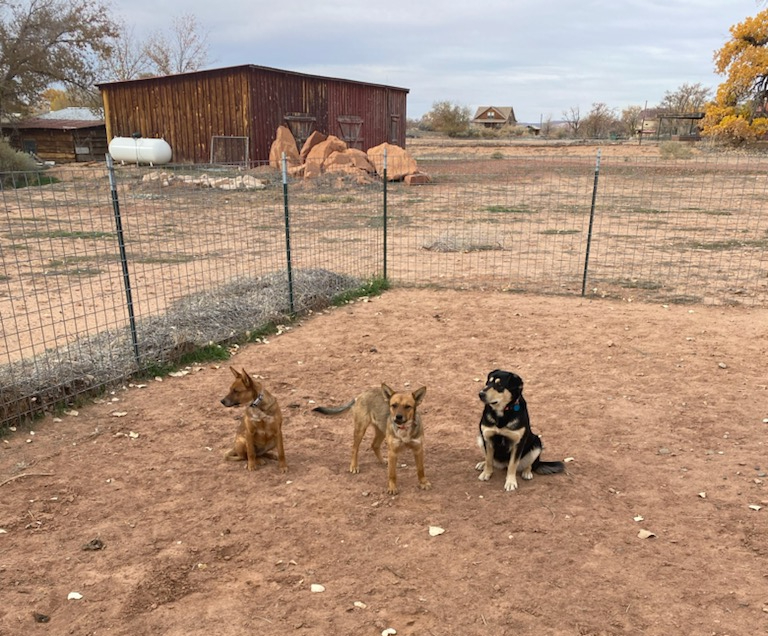 Bluff Paw Prints: BARC Report&nbsp;Sept-Dec