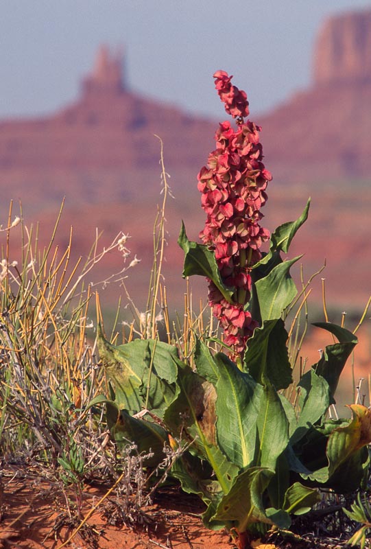 Stewart Aitchison: Living in the&nbsp;Desert