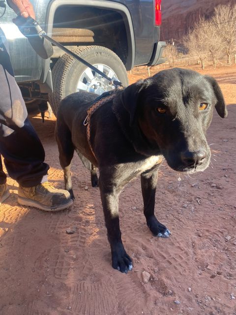 An Epic Dog&nbsp;Rescue