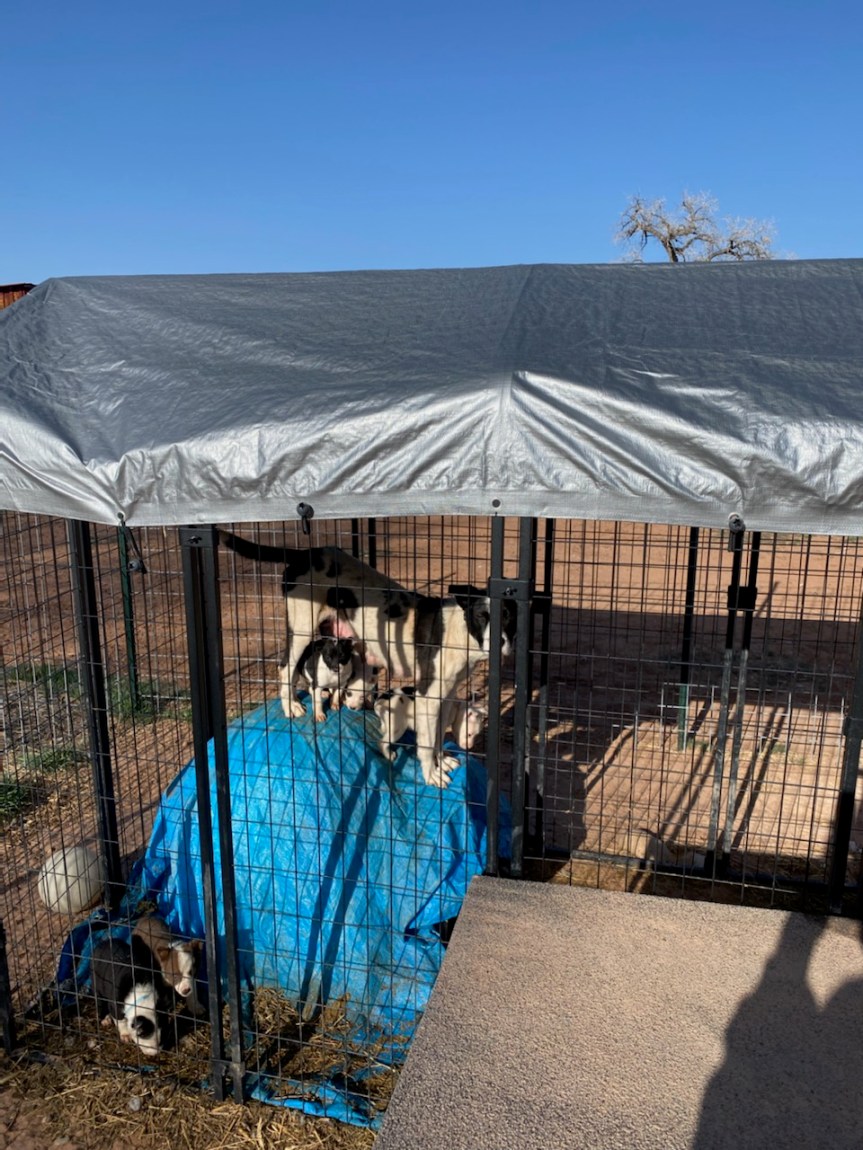 Paw Prints: March&nbsp;2022