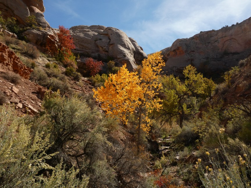 Desert Notes: Desert&nbsp;Dry