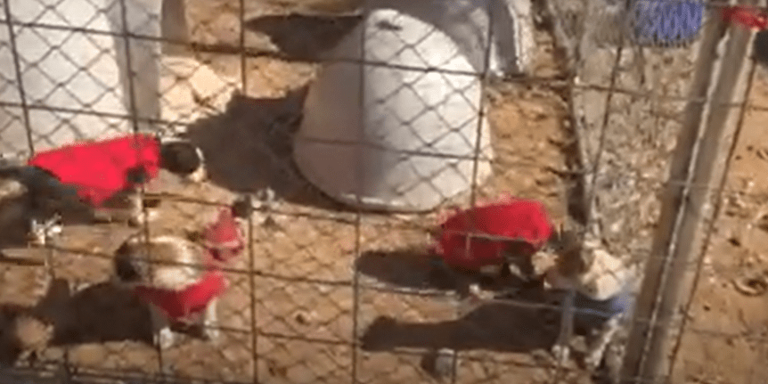 Paw Prints: June&nbsp;2022