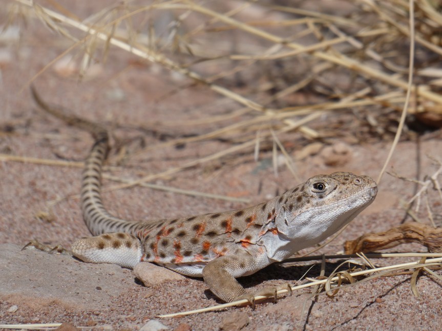 Desert Notes: When the Desert is Most&nbsp;Itself