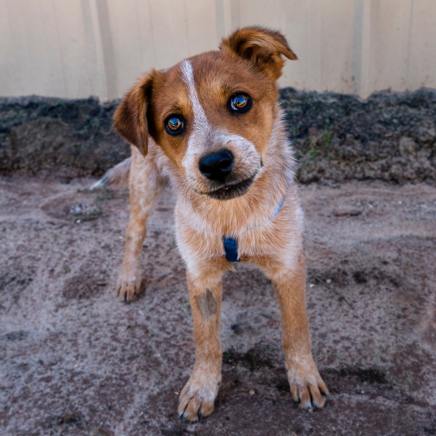 Paw Prints September&nbsp;2022