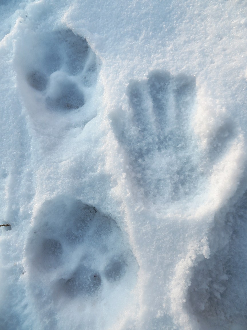 Desert Notes: Mountain Lion&nbsp;Refugia