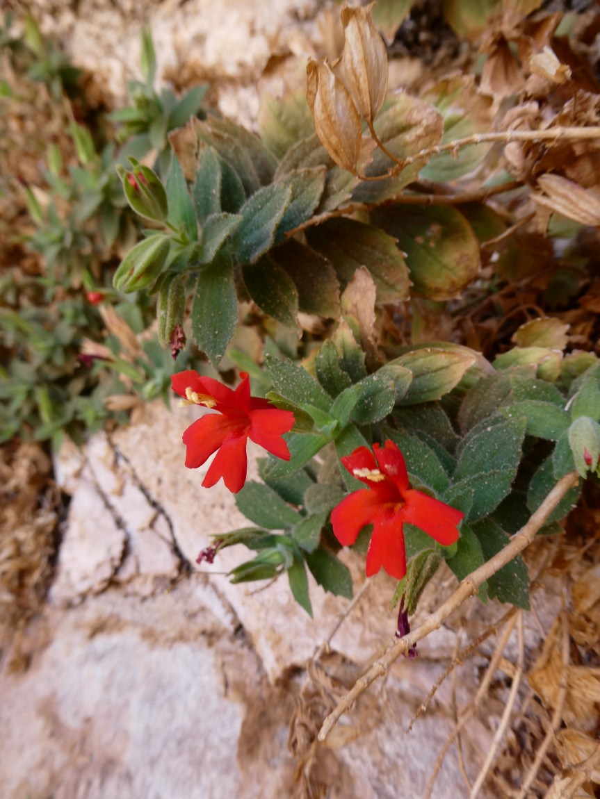 Desert Notes: Eastwood’s&nbsp;Monkeyflower